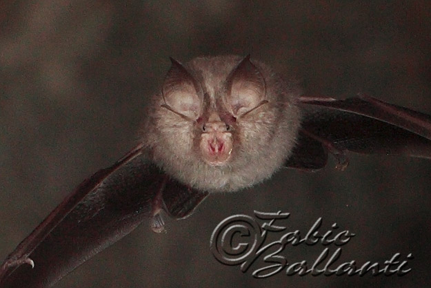 chirotteri in volo